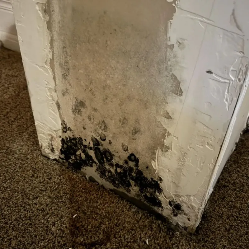 Professional Mold Removal in Hammond, WI